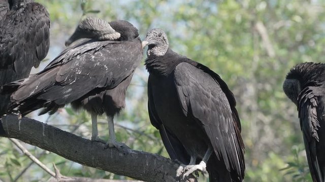 Black vultures get into a squabble on a tree in Orlando Florida