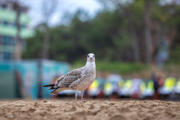 White and gray seagull bird on sand beach shore.
