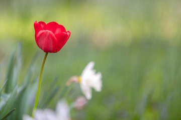 Closeup of red tulip flowers blooming in spring garden outdoors.