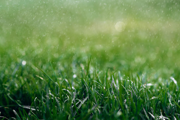 Obraz premium Green fresh wet grass with raindrops during a summer rainy day. Close-up