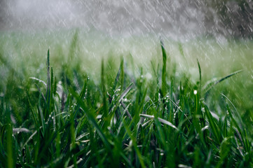 Obraz na płótnie Canvas Beautiful view of grass lawn during summer rain. Close-up photo. Natural background