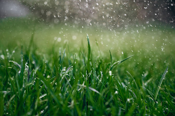 Green fresh wet grass with raindrops during a summer rainy day. Close-up