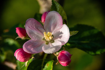 Fototapeta na wymiar Apfelblüte 