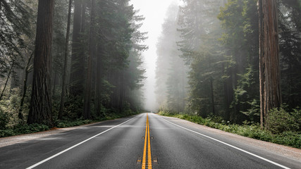 Scenic road in Redwood National Forest - obrazy, fototapety, plakaty