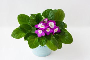 Houseplant violet in a pot top view on a white background