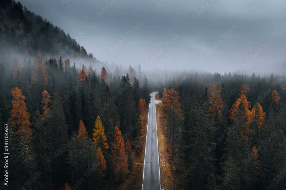 Wall mural scenic route among the forest