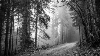 Misty forest bw