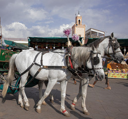 White horse carriage in the Yamaa el Fna Square, Marrakech, Morocco