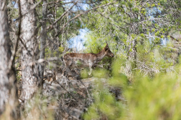 An adult wild mountain goat on the rock in the forest, La Bojera trail, Montanejos, Valencia, Spain