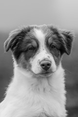 Cute puppy in a park
