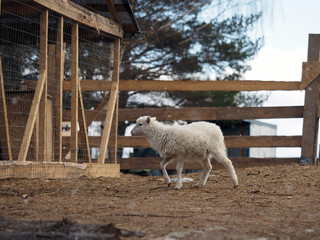 A small lamb walks on a farm paddock