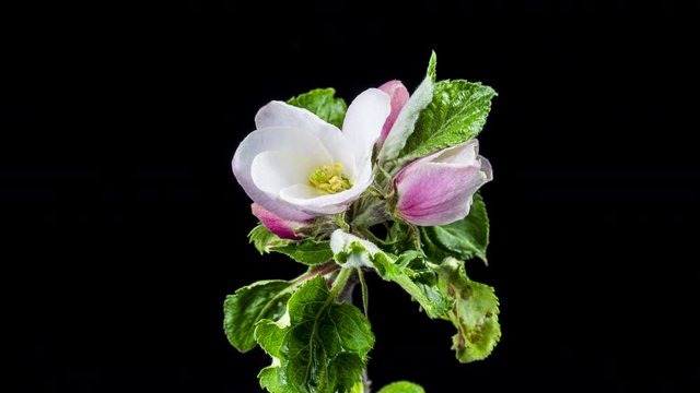 Aufbl&uuml;hende Apfelbl&uuml;te im Zeitraffer isoliert vor schwarzem Hintergrund
