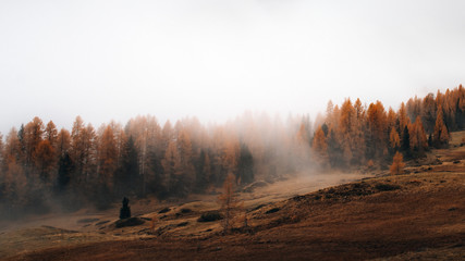 Obraz na płótnie Canvas Misty forest in the Dolomites Italy