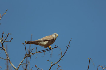 Turmfalke 