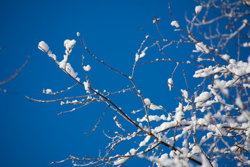 Lendemain de chute de neige d'avril au Canada, Québec