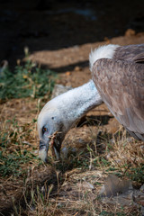 Griffon vulture in a detailed portrait