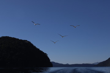 Seagull Flying 