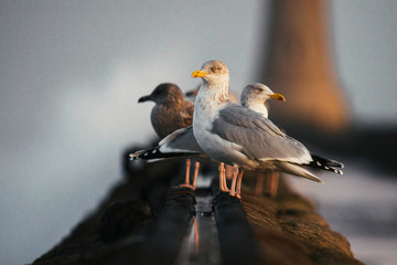 Flock of seagulls