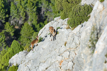 An adult and an young mountain goats on the steep rock, La Bojera, Montanejos, Valencia, Spain