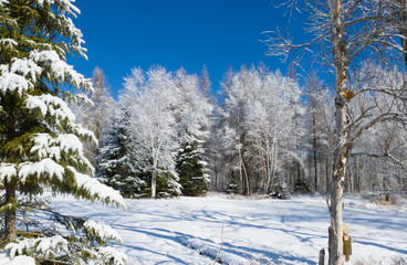 Lendemain de chute de neige d'avril au Canada, Québec