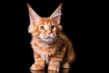 Adorable cute maine coon kitten on black background in studio.