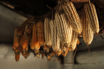 Corn cob hanging from the ceiling