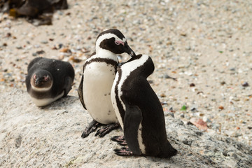 Naklejka premium Penguins at Boulders Beach, Simonstown in South Africa