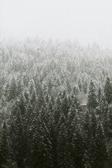 Snow covered forests in Germany during winter