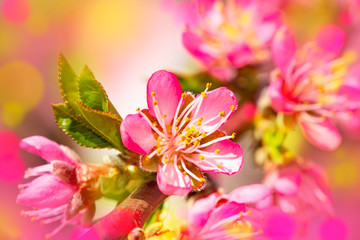 Bright flowers of fruit trees in the spring garden. Beautiful bright spring background. Spring garden