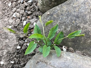 lily-like plant between two stones