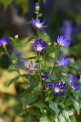 Fototapeta na wymiar Gymnaster savatieri flowers(Called Miyakowasure in Japan) / Asteraceae perennial