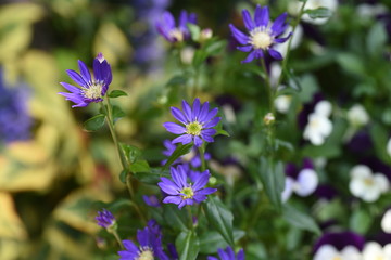 Fototapeta premium Gymnaster savatieri flowers(Called Miyakowasure in Japan) / Asteraceae perennial
