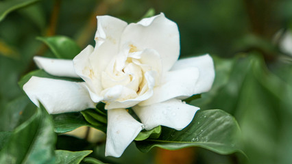 single white rose
