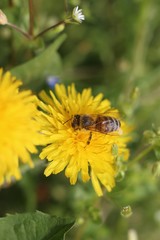 bee and dandelion in spring close up