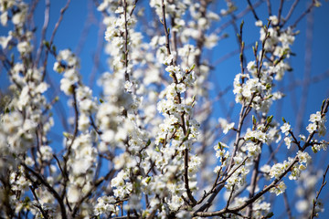 white flower blossom fruit trees branch flowering orchard nursery fruit growing blue sky ecology background 