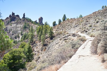 Beautiful trees landscape