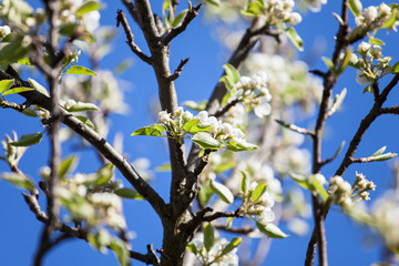 white flower blossom fruit trees branch flowering spring orchard fruit growing blue sky ecology background 