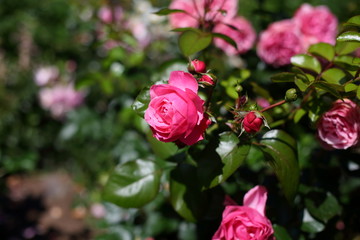  pink Chinese rose in the garden