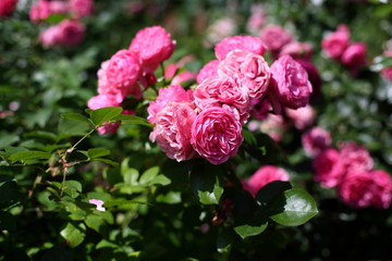  pink Chinese rose in the garden