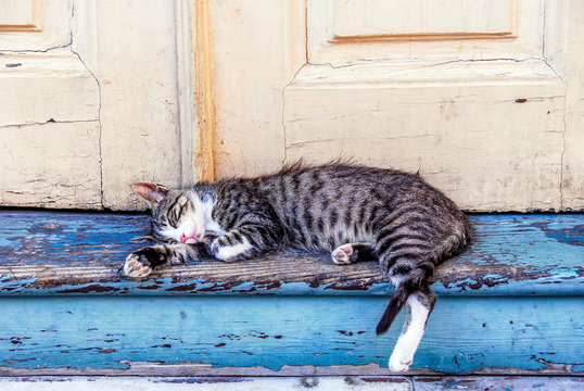 Uskudar, Istanbul, Turkey, 27 June 2011: Old Door, Sleeping Cat, Aziz Mahmut Hudai Mosque