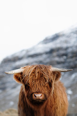 Scottish Highland bull