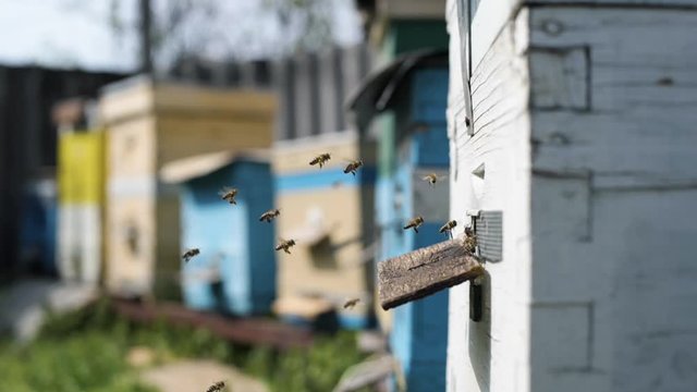 hardworking bees bring pollen collected from flowers to their uda for processing nectar into honey on an organic honey farm on a warm sunny day in the spring season, beekeeping