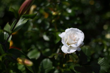 white shrub roses in the garden