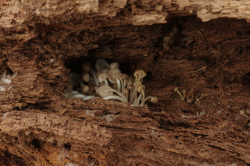 mushrooms tiny toadstools growing in hollow tree stump