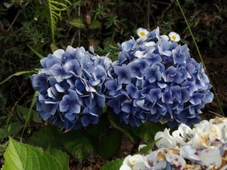 Un ramo de flores de color azul 
