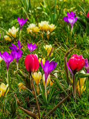 Apfelblüten im Frühling