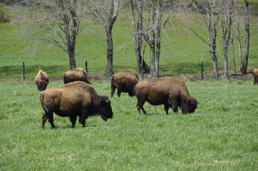 Bison in the Virginia Mountains
