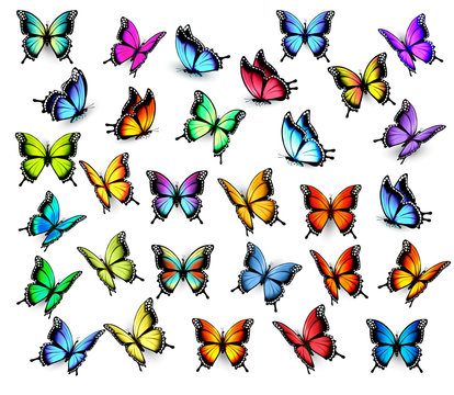 Big collection of colorful butterflies, flying in different directions. Vector.