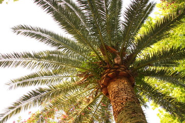 palm tree in the sun
