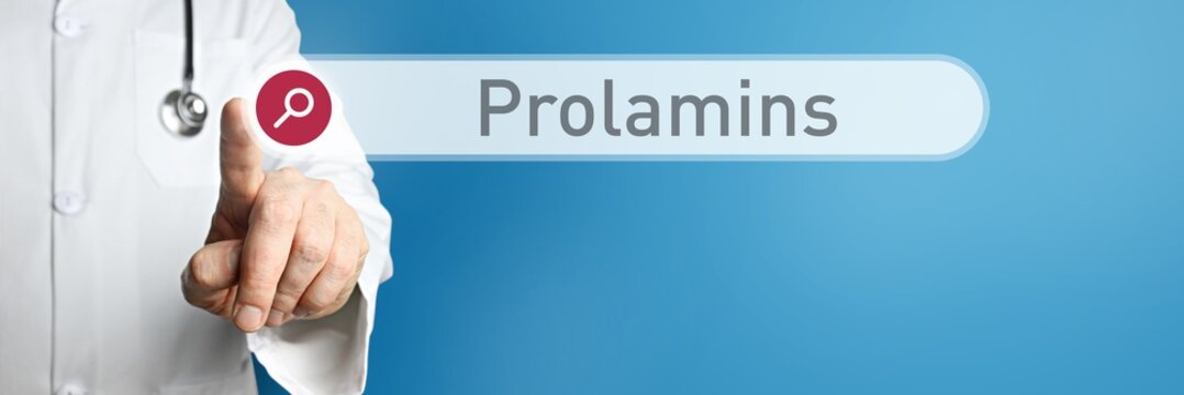 Prolamins. Doctor in smock points with his finger to a search box. The term Prolamins is in focus. Symbol for illness, health, medicine